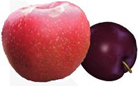 apple plum
