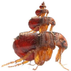 Fleas