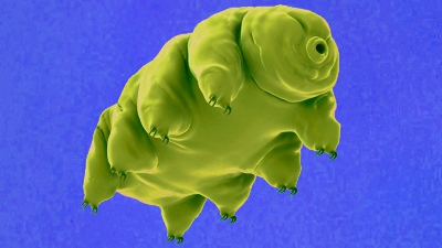 waterbear 1