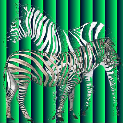 Zebras