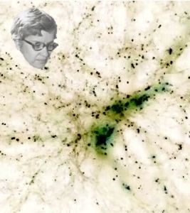 Rubin inspecting dark matter