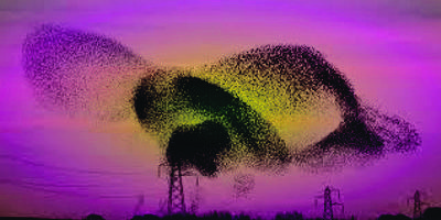 Murmuration concentric 2