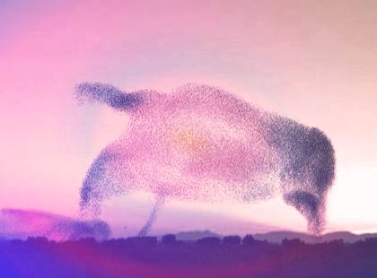 murmuration dipole 1