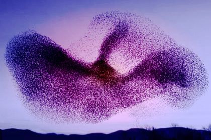 Murmuration 1